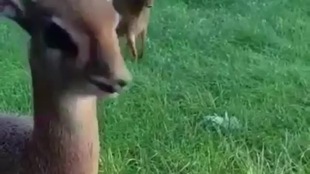 Baby deer eat in front of the camera