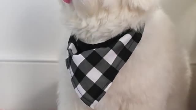 Bandana Cute Dog