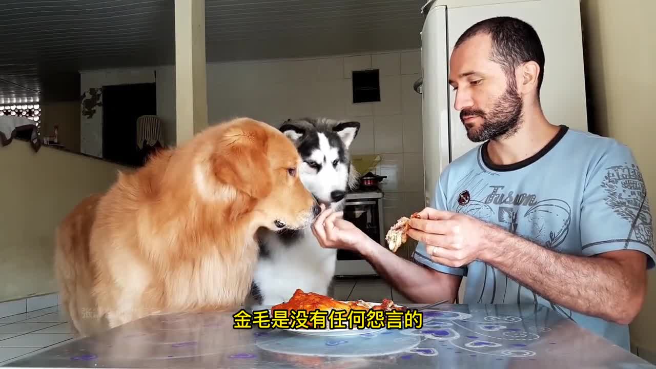 A video that tells you why so many people like to raise golden retrievers