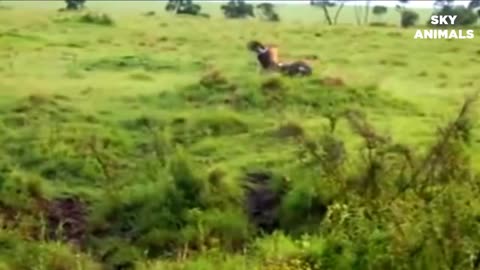 Eagle vs Lion Real Fight _ Eagle Attack Lions Mother Lion Save His Baby and Hunting Eagle To Revenge