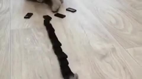 So funny Cat 😸 Most funniest Cat in the world 😂