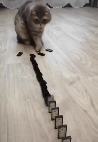 So funny Cat 😸 Most funniest Cat in the world 😂