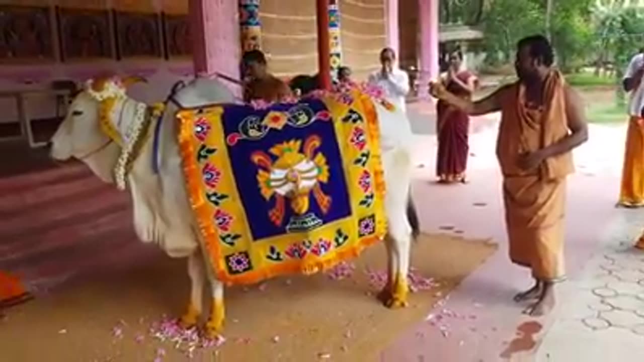 Gau mata pujan view