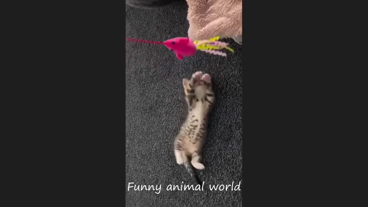 Funny cat videos 2024 Funny animal videos cats fail moments 2024 try not to laugh