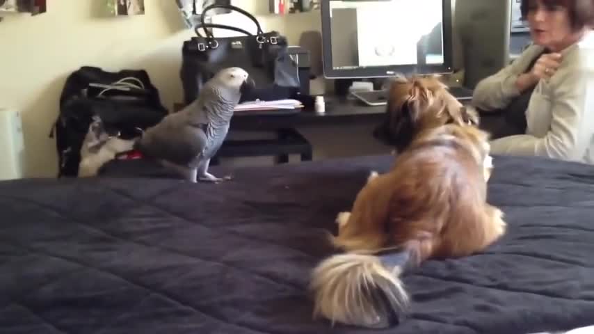 Funny Moment Between Dog and Parrot