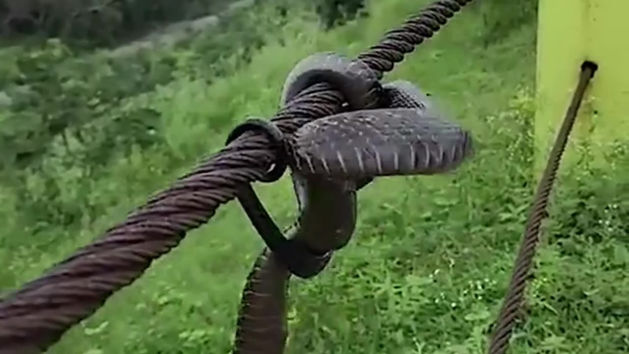 Indian king cobra