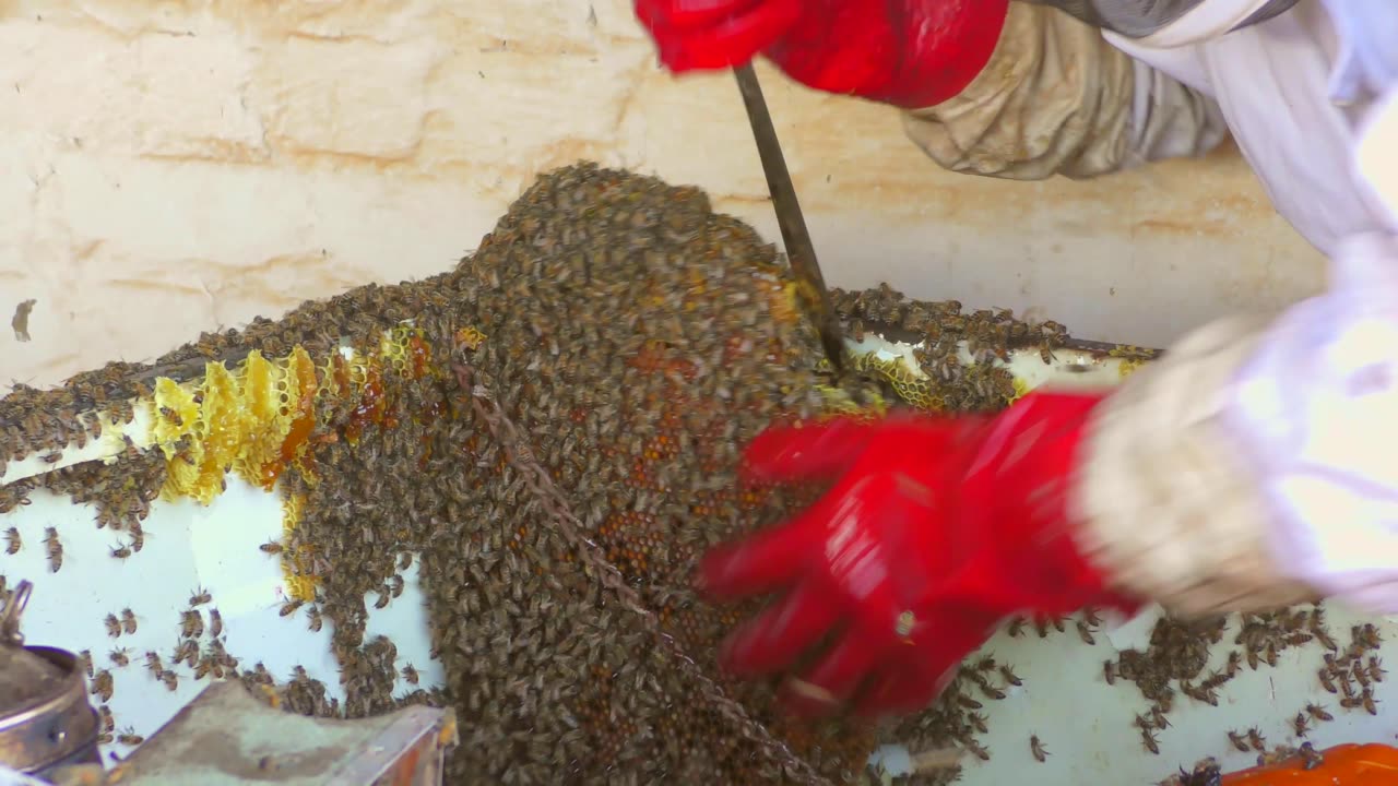 Removing BEES from trailer & gathering HONEY