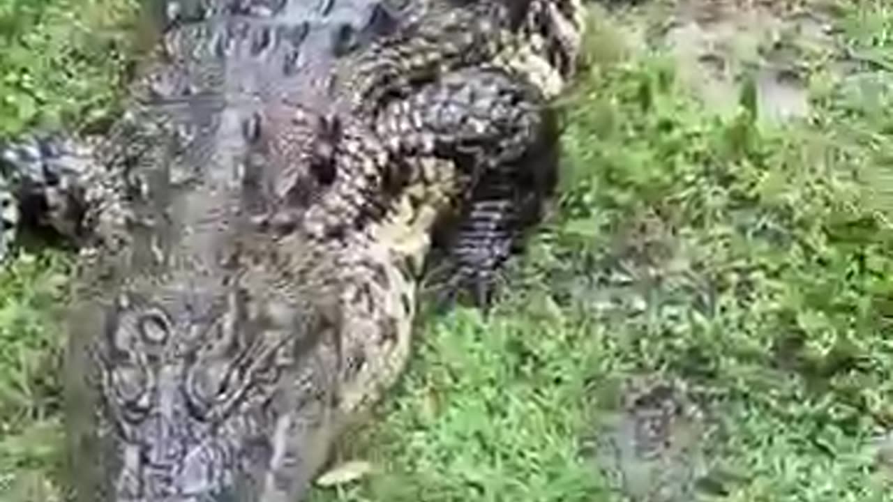 This is a dangerous crocodile guy's 😱🚫