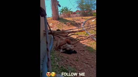 My dog 🐕 ❤