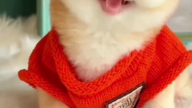 cute wow cat video
