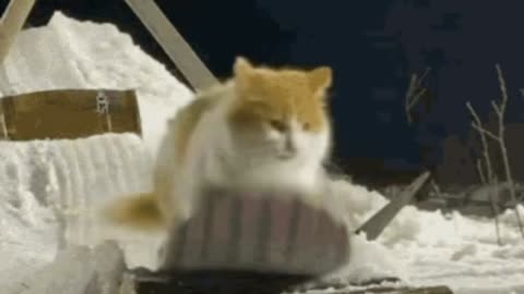 Cute Snowboarding Cat Gif! 🥰💗🐈❄️🏂