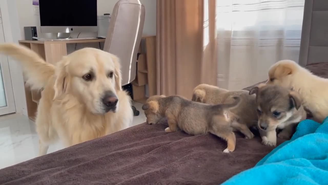 Golden Retriever Meets Puppies for the First Time.