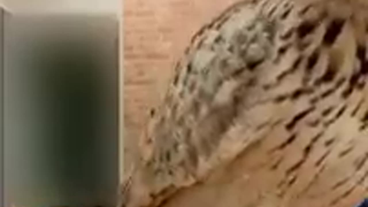 Best Animal Videos 2023
