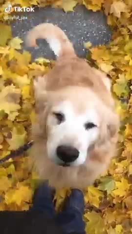 HAPPY DOG▐ TIKTOK