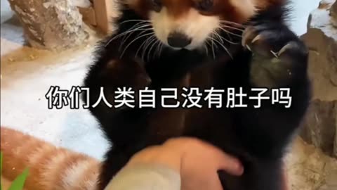 Pet animals