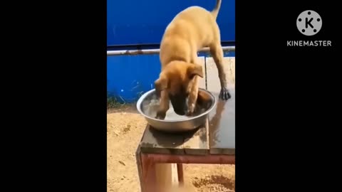 Animals funny videos\\ watch and enjoy it....