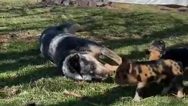 Farm Dog Plays With Adorable Piglets