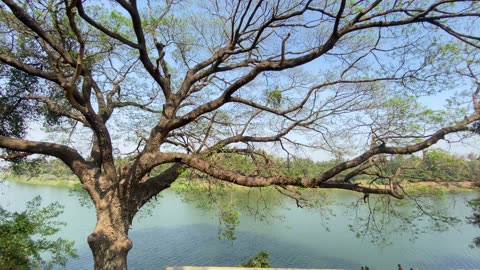 Very big tree … nature video