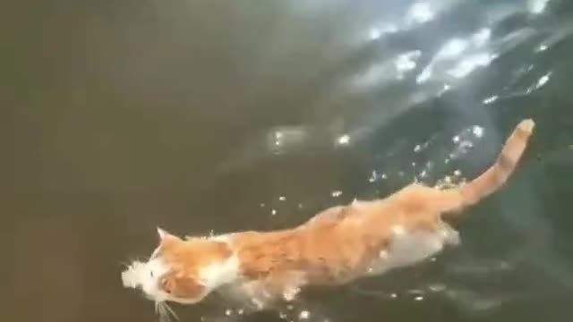 Swiming cat