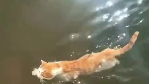 Swiming cat