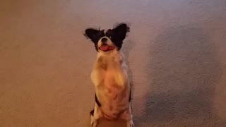 "Praying" dog will melt your heart!