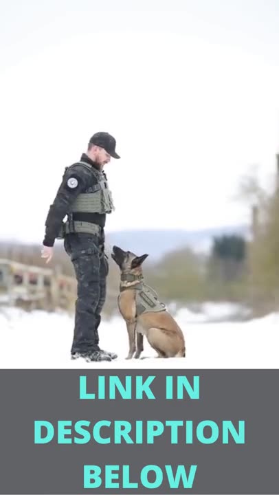 Brain Training For Dogs