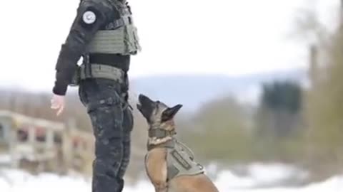 Brain Training For Dogs 