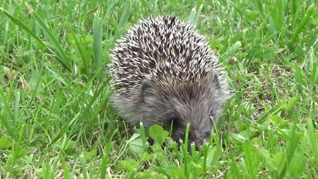 Hedgehog life