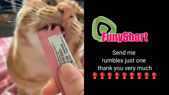 funny cat compilation to make you laugh