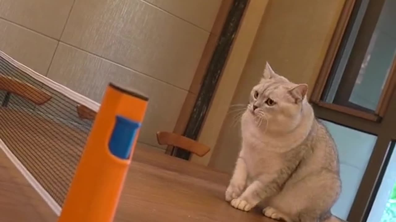 cat playing ping pong