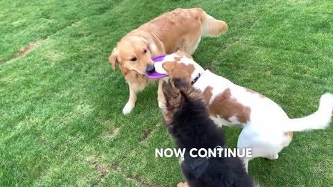 67_Golden Retriever Doesn't Want to Share His Toy with Puppy Friends!