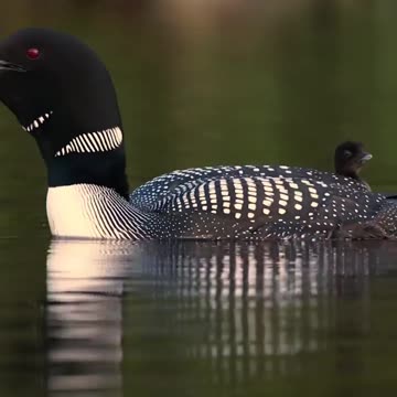 News Break: water foul