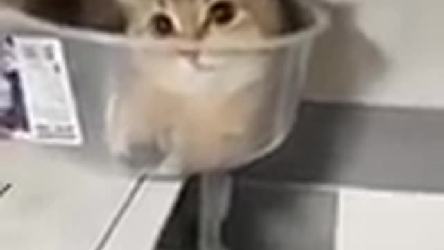 "Baby Cats - Cute Funny Cats Videos Compilation #shorts"