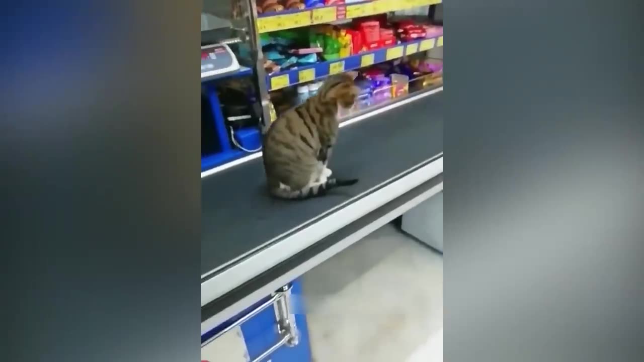 Funniest Animals π Funniest Cats and Dogs πΊπΆ