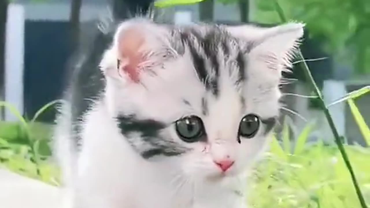 Cute cat 😻