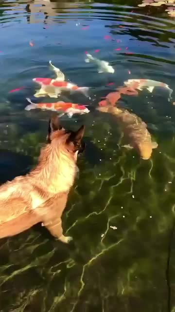 Dog wants to play with koi fish