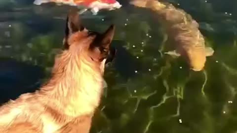 Dog wants to play with koi fish