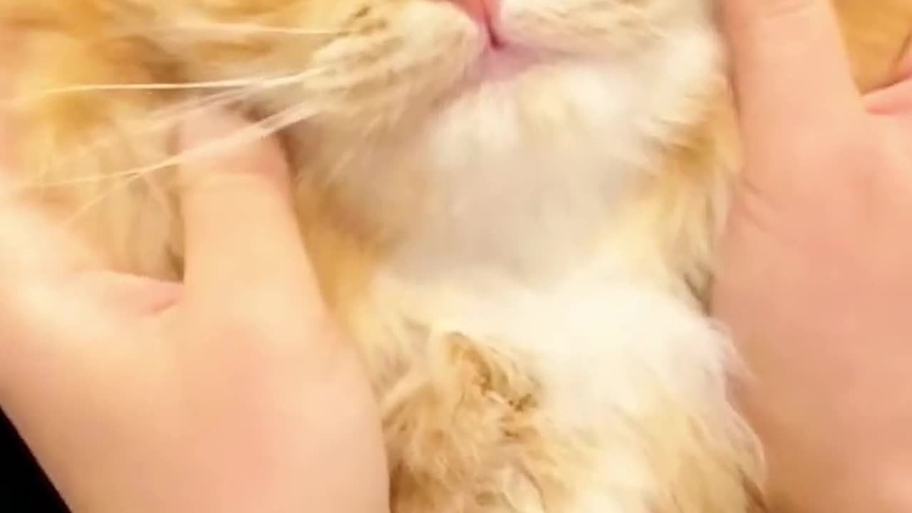 funny cute cat