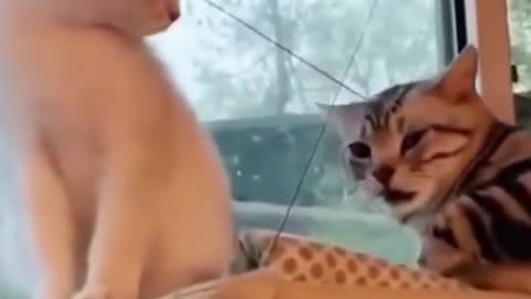 Cute cat video