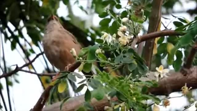 Awesome bird at the morning