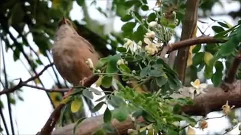 Awesome bird at the morning