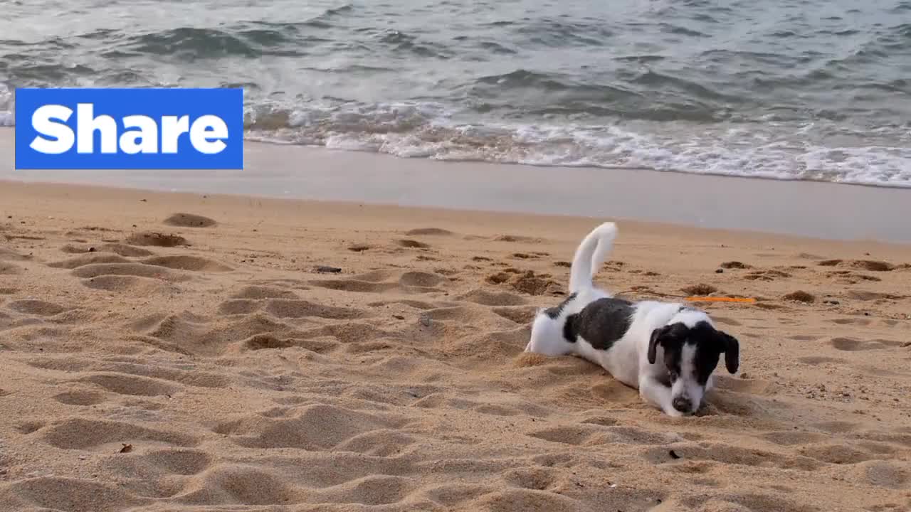 Cute Puppy rolling in the sand at beach ~ funny animal video