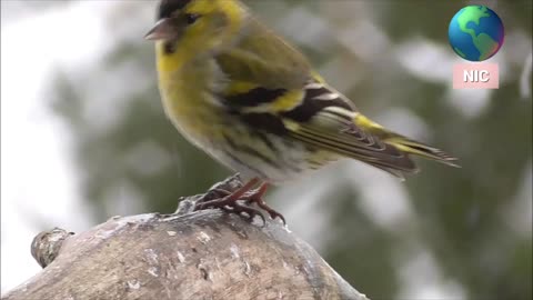 Very Beautiful Bird and Beautiful voice which your heart will love to hear.@@@@_____#(lovely Birds)