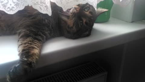 cat resting on the windowsill