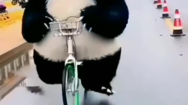 Funny Panda Reels - 2