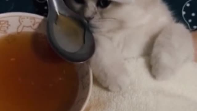 Đại ka mắt sáng như đèn pha oto #pet #cat #viral #trending #xuhuong #foryou #catsoftiktok