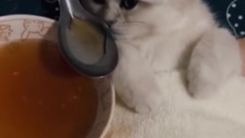 Đại ka mắt sáng như đèn pha oto #pet #cat #viral #trending #xuhuong #foryou #catsoftiktok