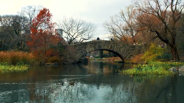 ducks swimming on water near bridge