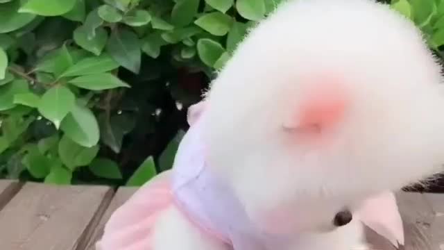 Very beautiful and cute white pet😍/Animals lover