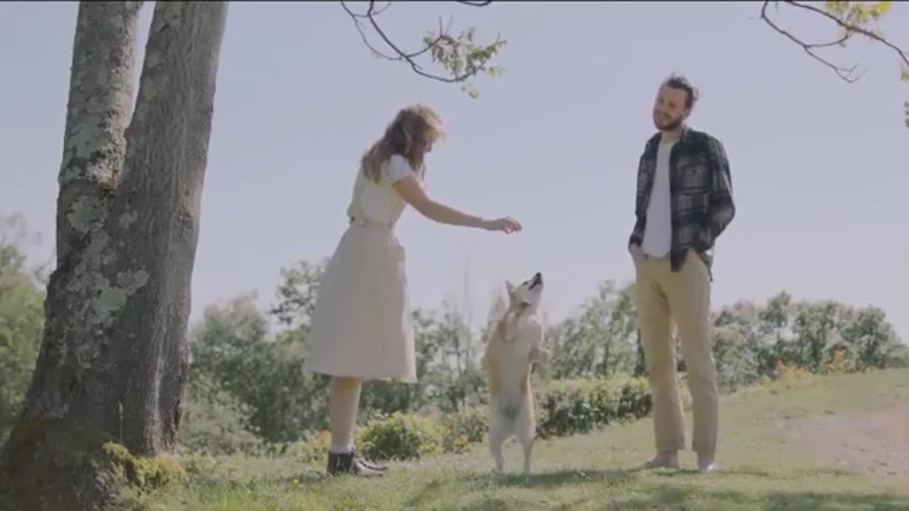 Why Dog Love Their owners? Do Dogs Really Love Humans..